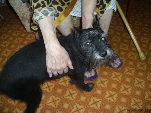 Цвергшнауцер в хорошие руки. Фото 1.